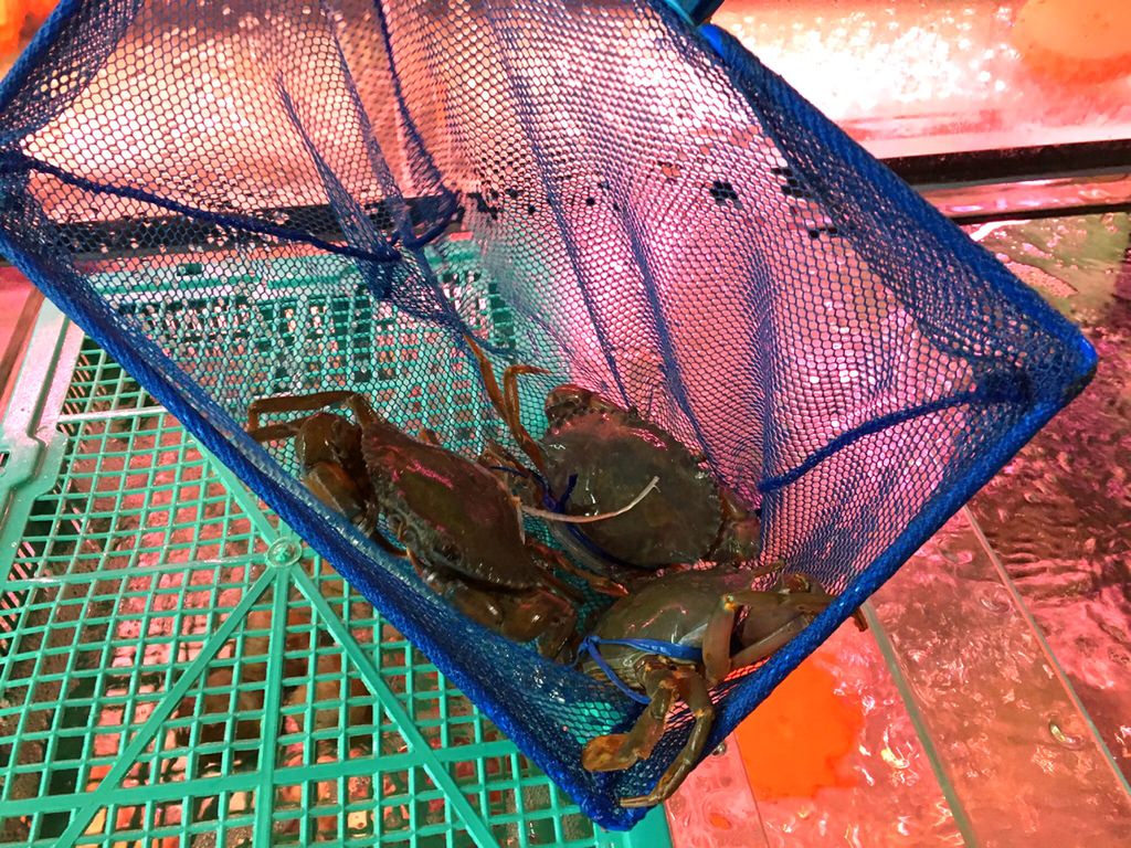 現撈螃蟹